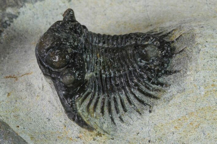 Acanthopyge (Lobopyge) Trilobite - Issoumour, Morocco #154340